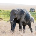 TZA SHI SerengetiNP 2016DEC24 NamiriPlains 047 : 2016, 2016 - African Adventures, Africa, Date, December, Eastern, Month, Namiri Plains, Places, Serengeti National Park, Shinyanga, Tanzania, Trips, Year